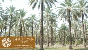Bahria Town Nawabshah