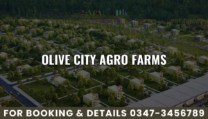 Olive-City-Agro-Farms